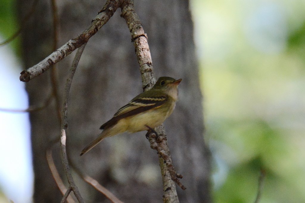 Flycatcher, Acadian, 2014-05132177 Great Dismal Swamp NWR, VA.JPG - Acadian Flycatcher. Great Dismal Swamp National Wildlife Refuge,VA, 5-13-2014